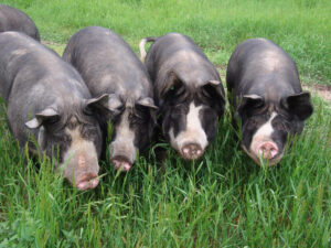 A group of black pigs standing in the grass.