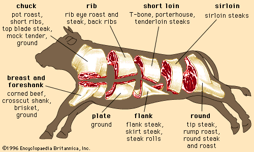 A diagram showing the parts of a cow.