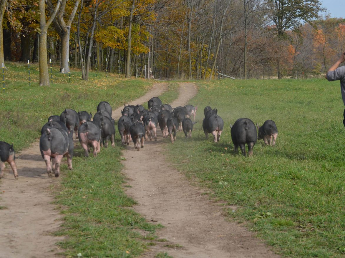 A group of pigs walking down a dirt path.