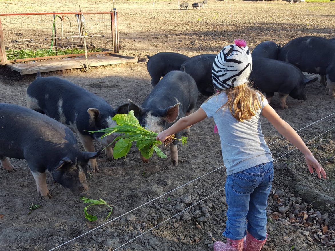 A girl is feeding pigs in a field.