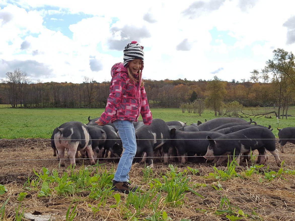 A woman standing in a field with pigs.