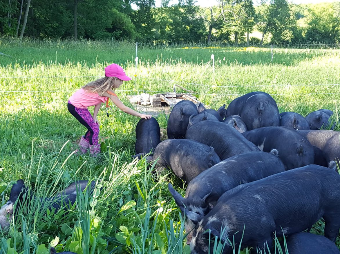 A girl feeding pigs in a field.