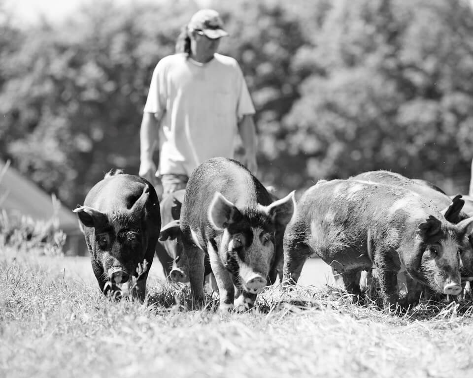 Black and white photo of a man walking a group of pigs.