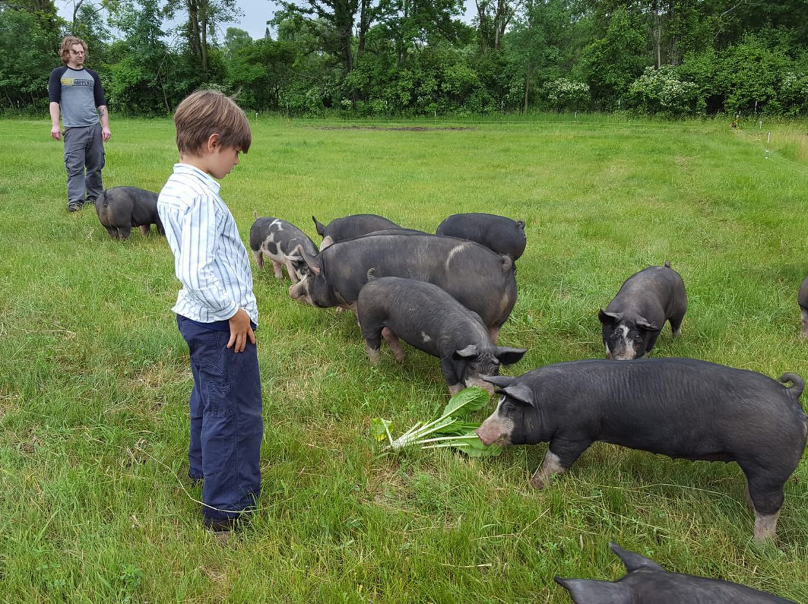 A boy is feeding pigs in a field.