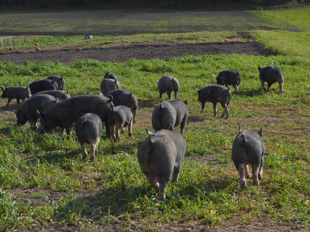 A herd of pigs in a field.