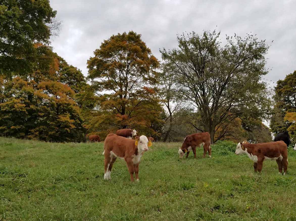 A group of cows grazing in a grassy field.
