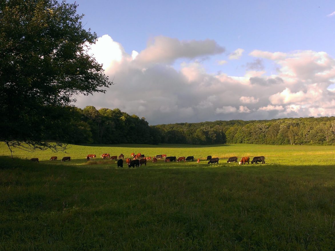 A group of cows grazing in a field.
