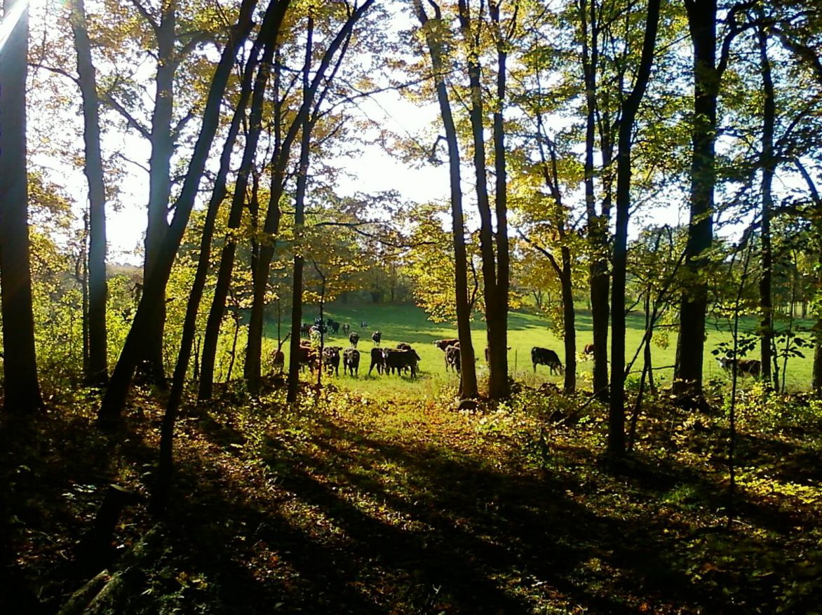 A group of cows grazing in a wooded area.