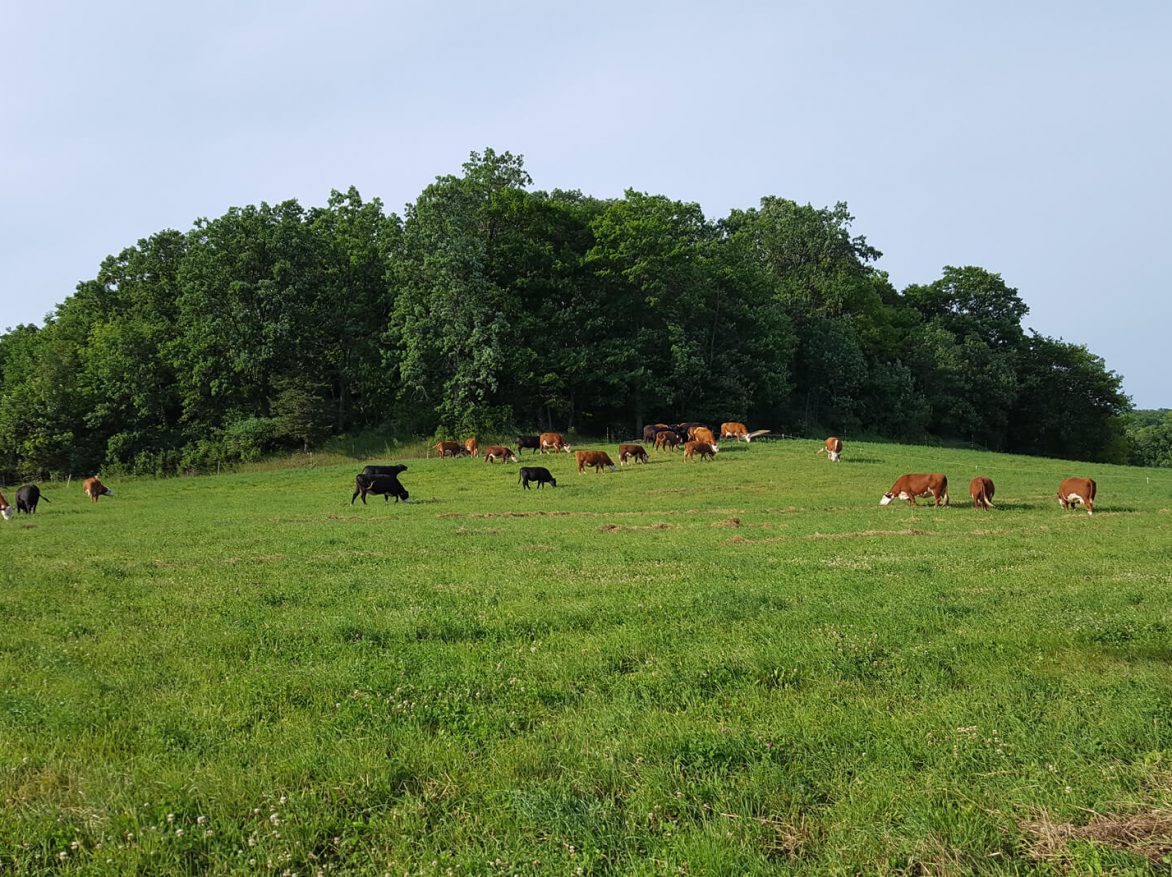 A group of cows grazing on a green field.
