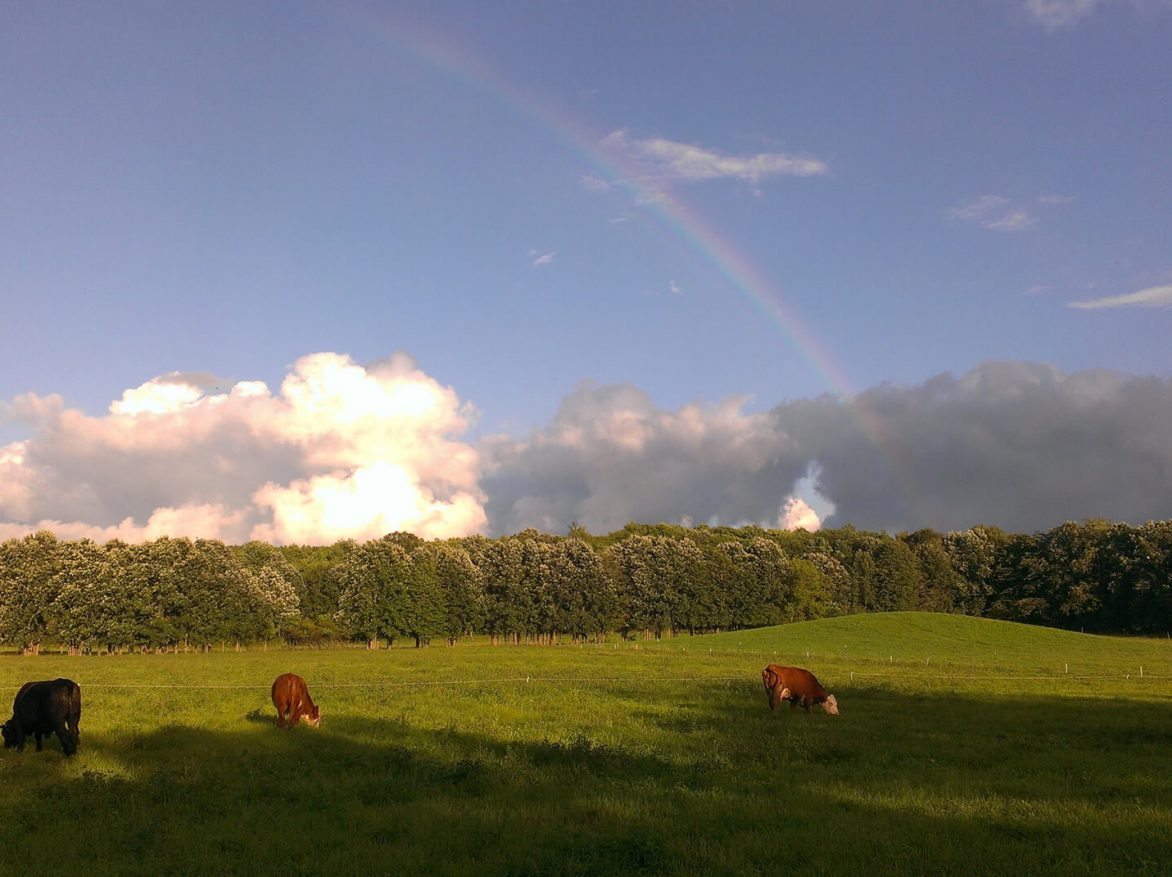 Three cows grazing in a field with a rainbow in the sky.