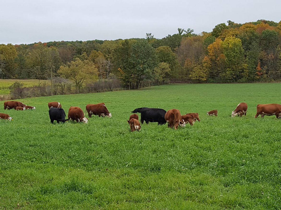 A group of cows grazing in a field.