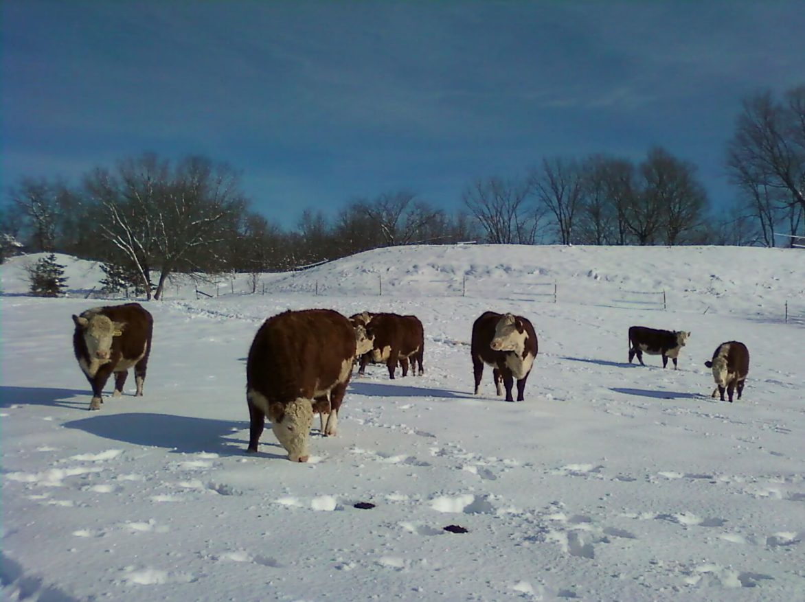 A group of cows grazing in the snow.