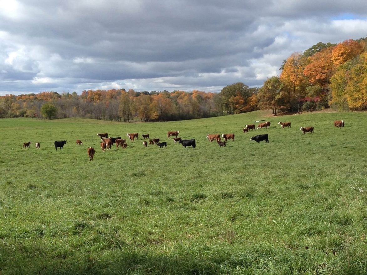 A herd of cows grazing in a field.