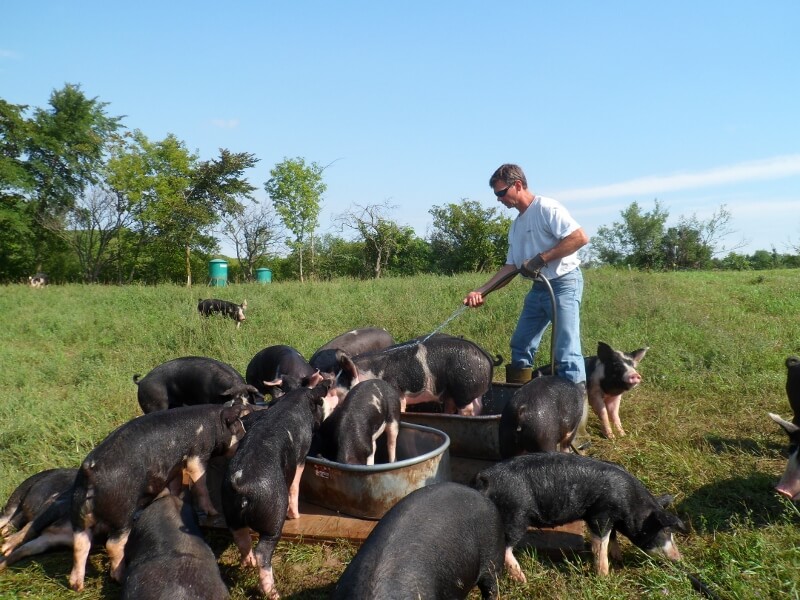 A man is feeding pigs in a field.
