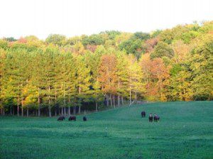 A group of cows grazing in a field with trees in the background.