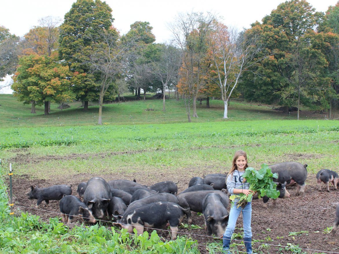 A girl standing in front of a group of pigs.