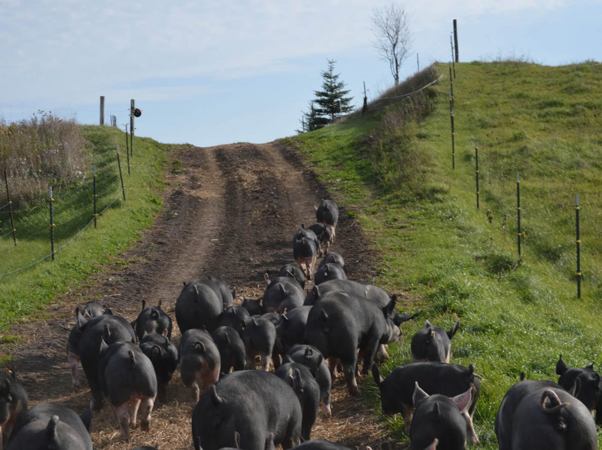 A herd of pigs walking down a dirt road.