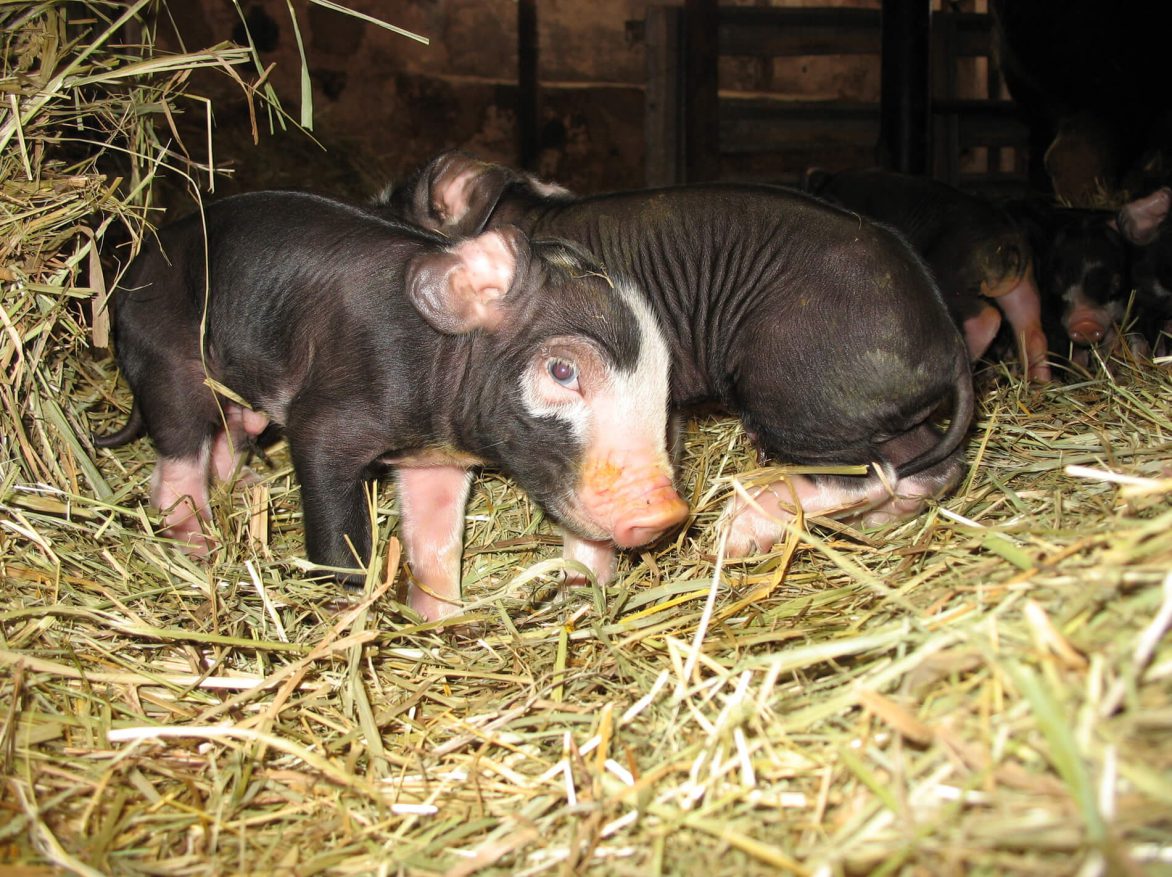 A group of baby pigs standing in hay.