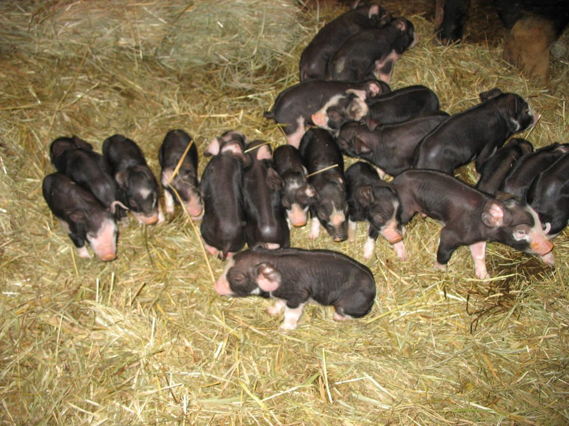A group of pigs in hay.