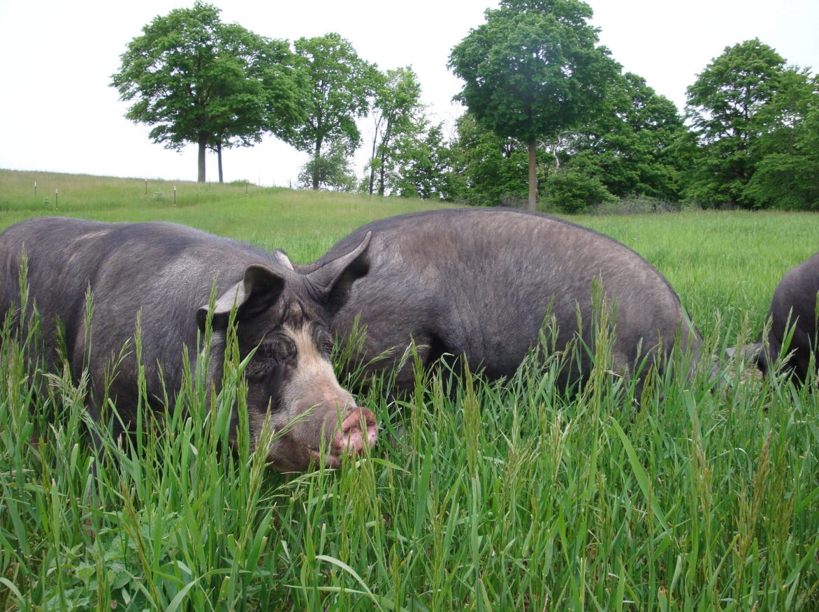 Three pigs grazing in a field of tall grass.