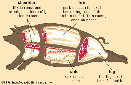 A diagram showing the parts of a pig.