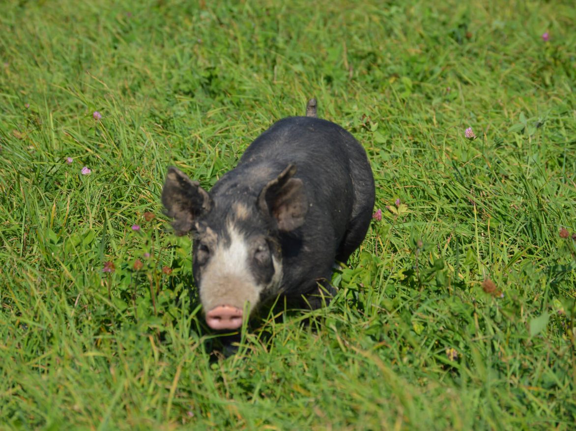 A black and white pig standing in a grassy field.