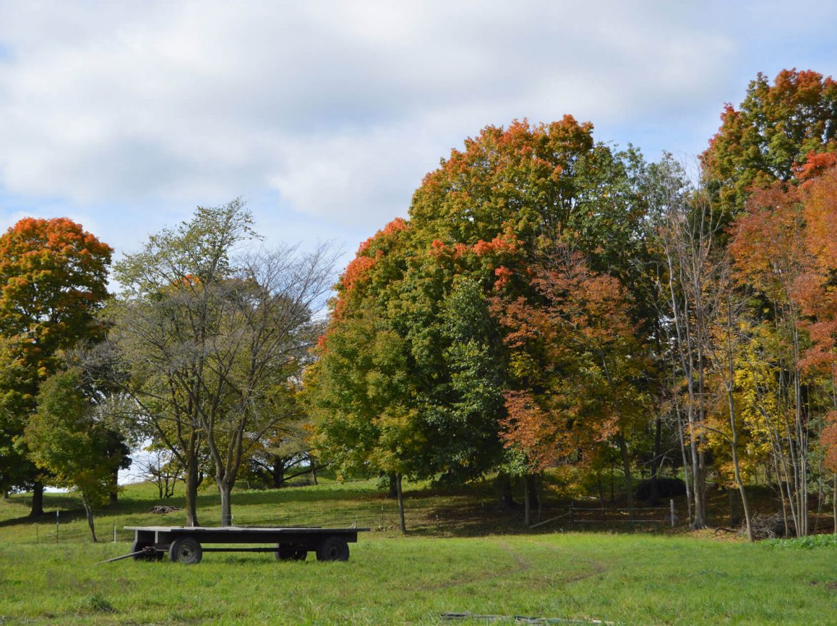 A group of trees in a field with a bench in the middle.